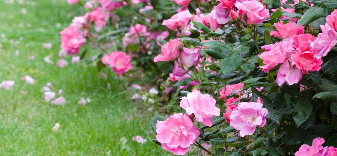Plantation et entretien rosiers jardin