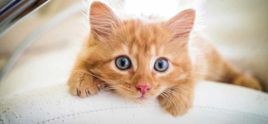 Joli chaton roux, belle chatte rousse
