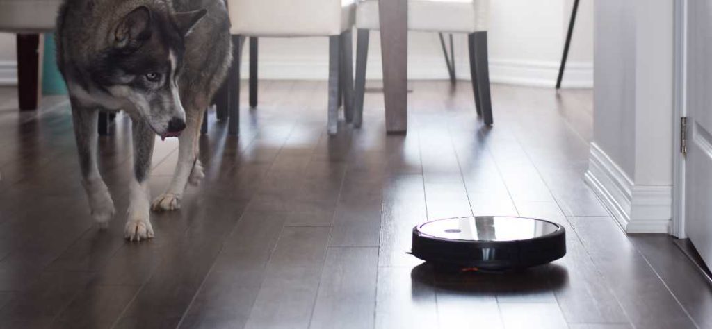 Un chien qui est curieux devant un robot aspirateur appartement