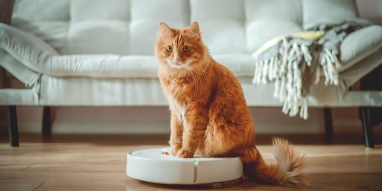 Un chat assis sur un aspirateur robot.