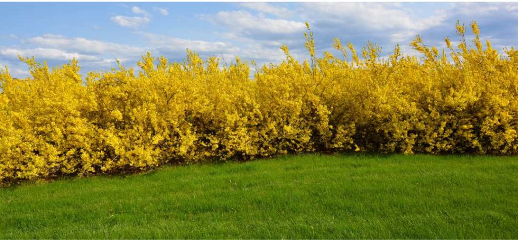 une haie de forsythia jaune 