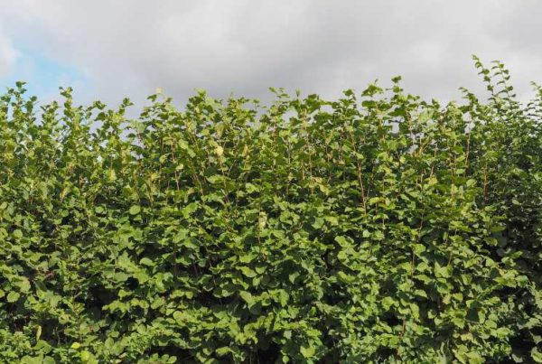 Une haie de Noisetier en été