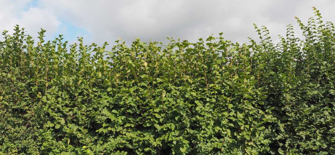 Une haie de Noisetier en été