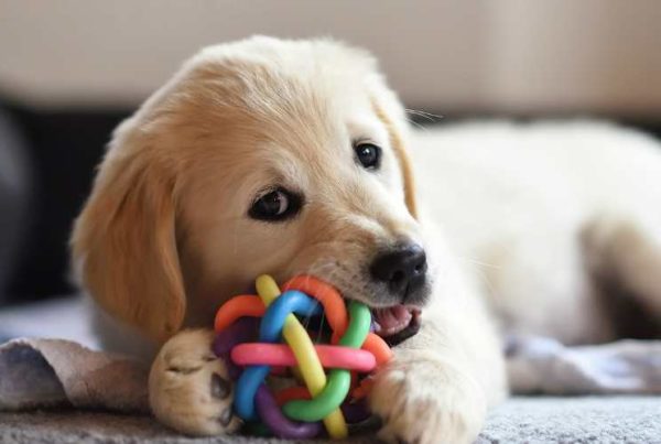 Un chiot labrador crème qui joue avec une balle