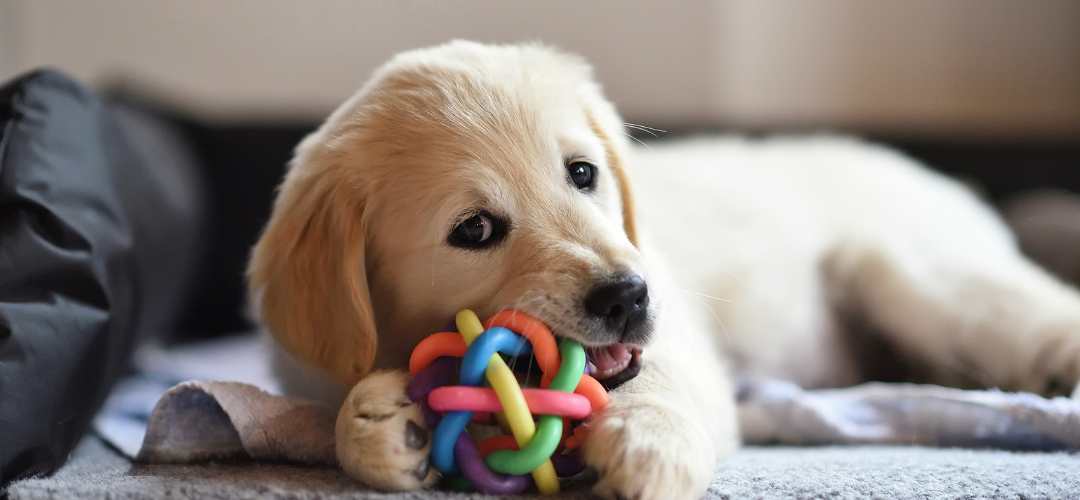 Un chiot labrador crème qui joue avec une balle