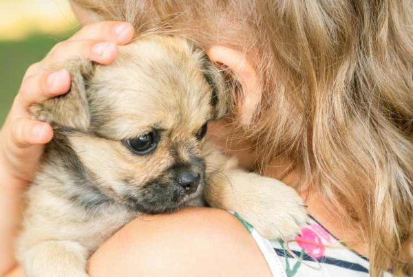 Gérer arrivée chiot avec enfant