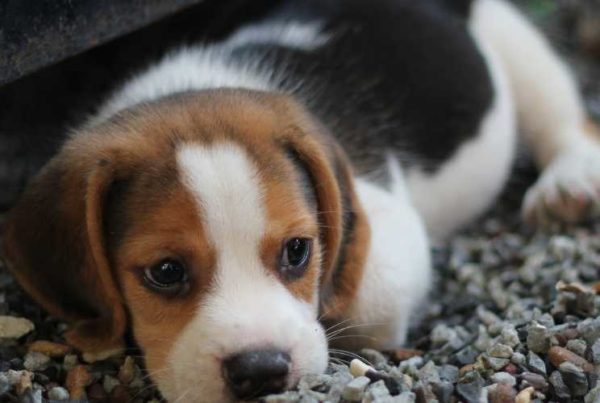 Comment apprendre la propreté à un chiot