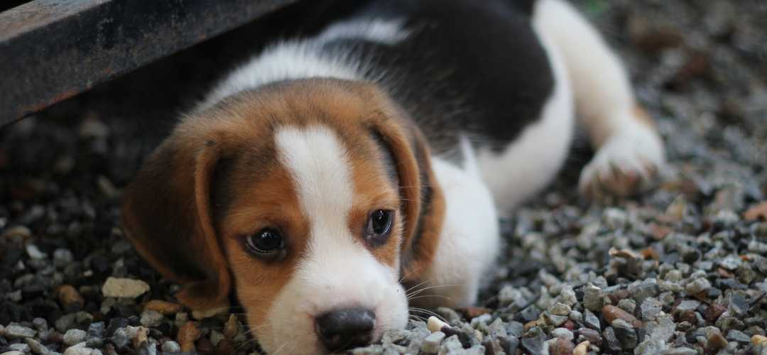 Comment apprendre la propreté à un chiot