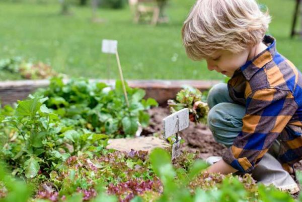 Créer un petit potager pour les enfants