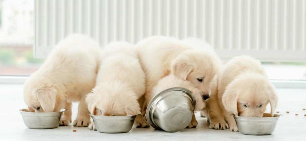 Choisir ses croquettes pour son chien, chienne ou chiot.