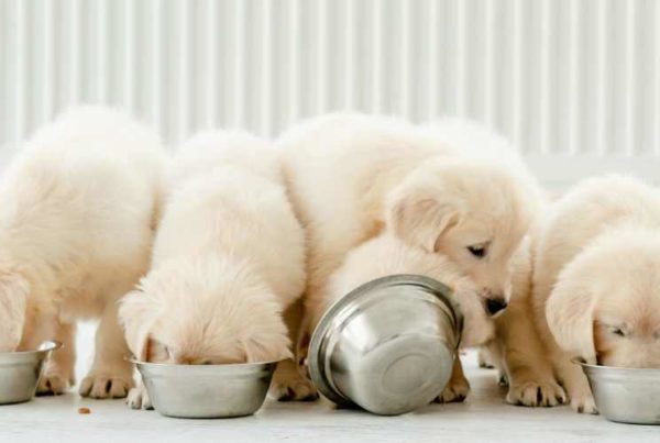Choisir ses croquettes pour son chien, chienne ou chiot.