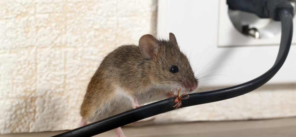 Une souris qui mange un fil électrique