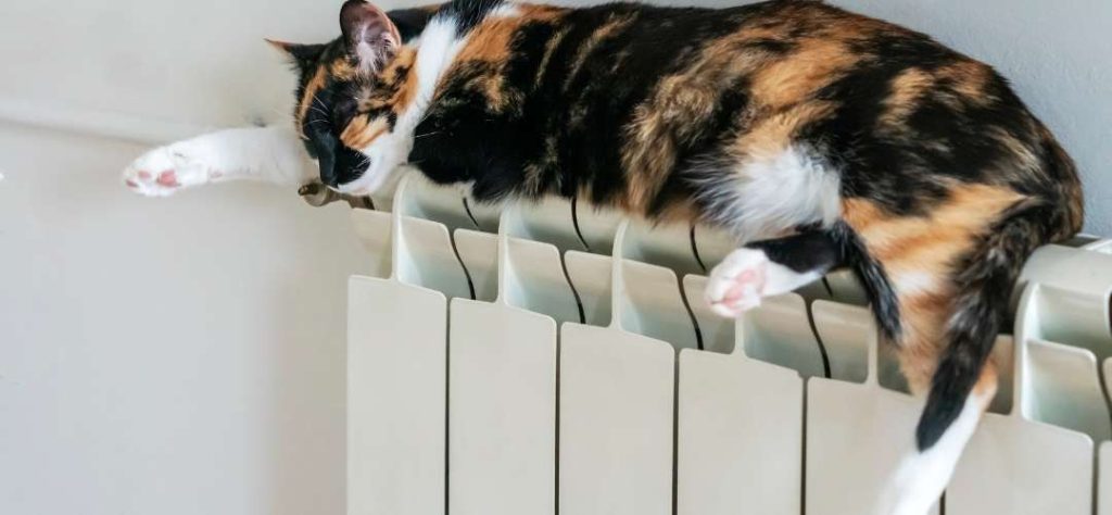 Les chats dorment sur les radiateurs