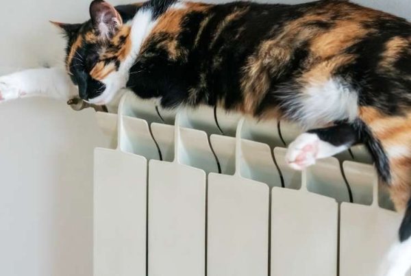 Les chats dorment sur les radiateurs